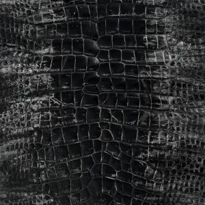 Black and Silver Glazed Wild American Alligator | 37 cm