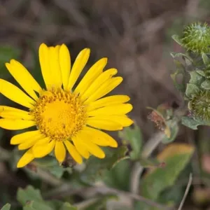 LASTHENIA glabrata (Goldfields) Flower Seeds, Showy Flowers, Highly Attractive to Pollinators, Seeds by MySeeds.Co, You Choose The Amount (1 oz)