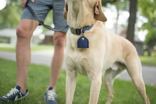 Neoprene Hanging Style - LG Breed