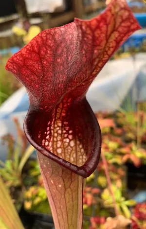 Sarracenia “CPS Red Elvish”