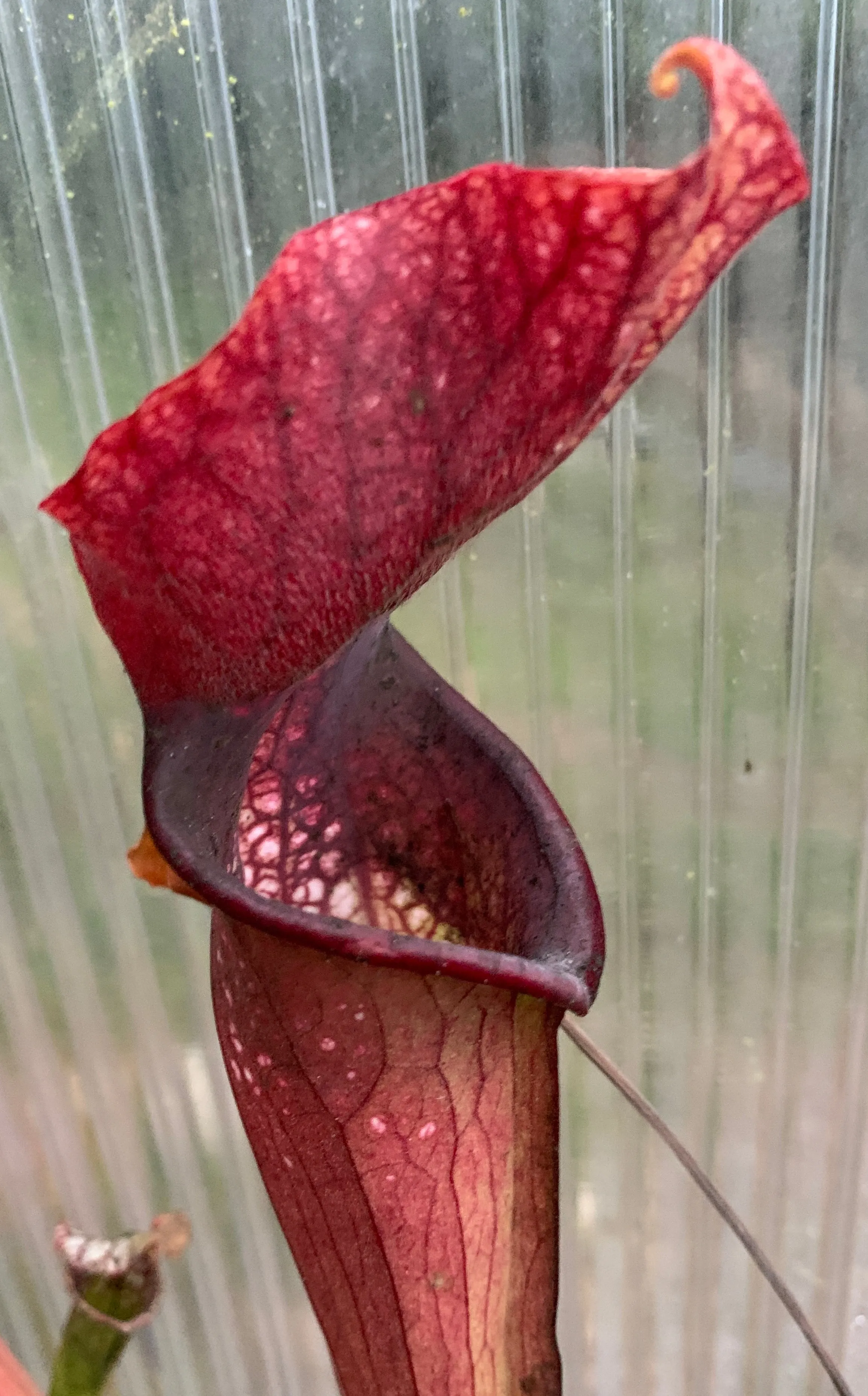 Sarracenia “CPS Red Elvish”