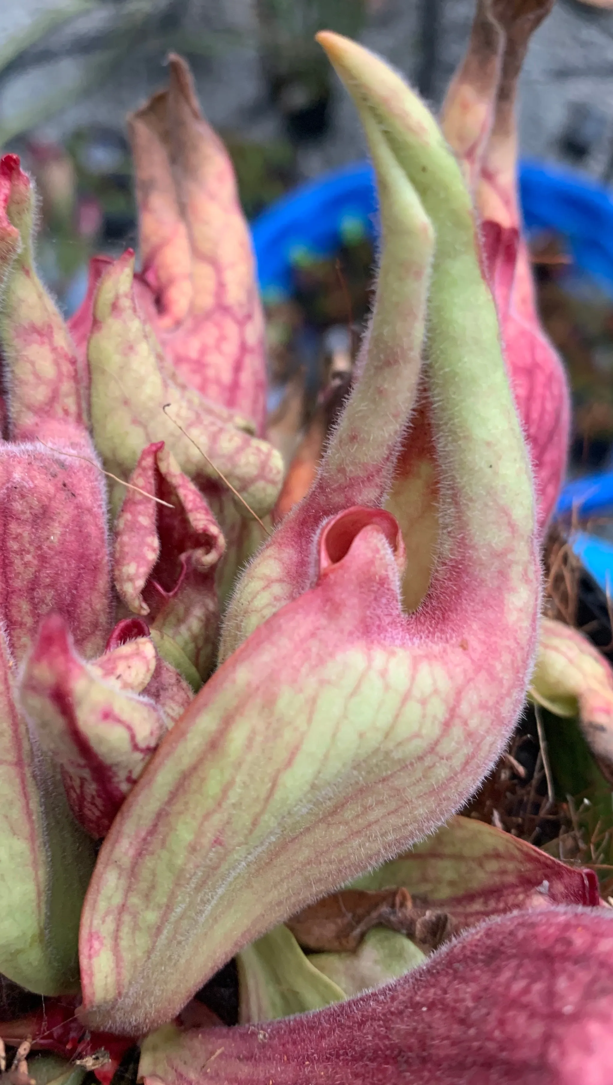 Sarracenia purpurea ‘Smurf’